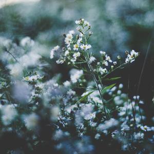 si lk铃木铨集桃树园77
